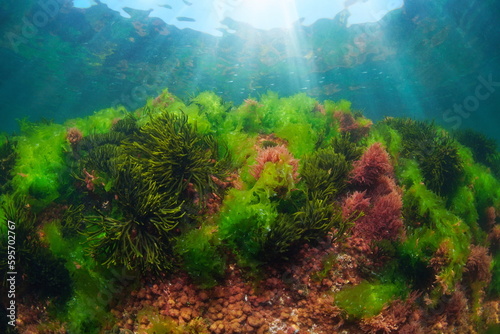 Green and red seaweed underwater in the Atlantic ocean  Spain  Galicia