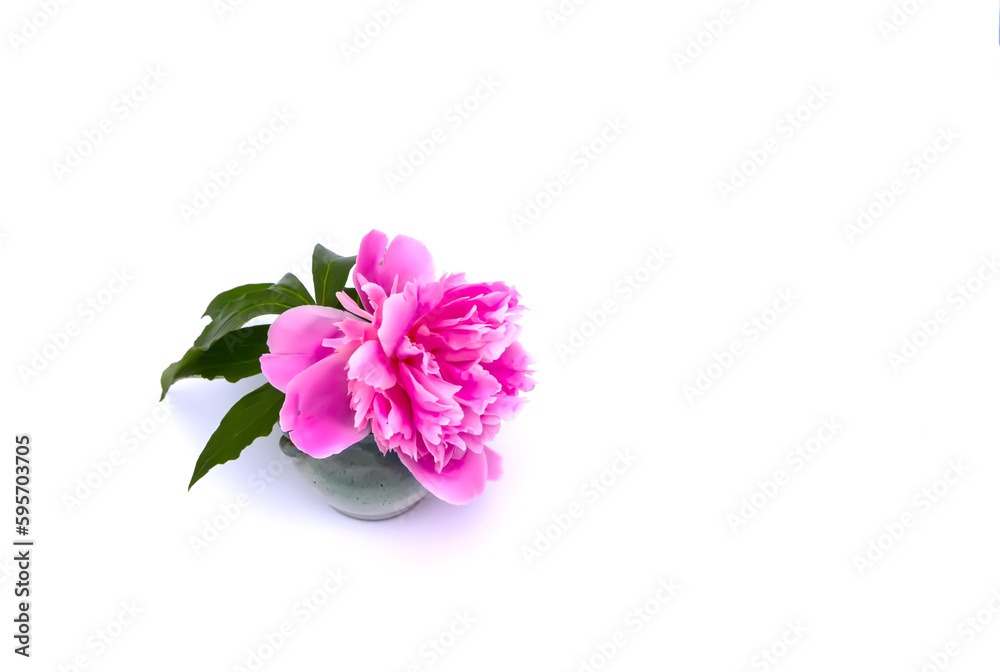 Pink peonies. Beautiful spring flowers in ceramic vase on white background.