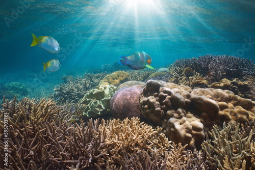 Underwater sunlight on a coral reef with fish in the ocean  south Pacific  New Caledonia  Oceania