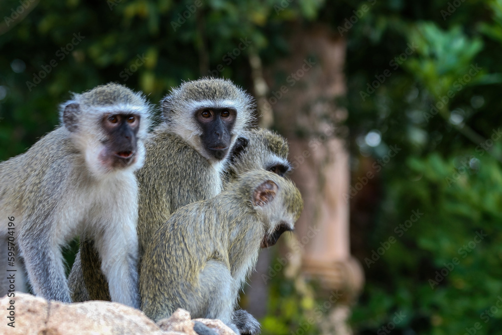 Fototapeta premium Vervet monkey perching on wood in background of green leaves