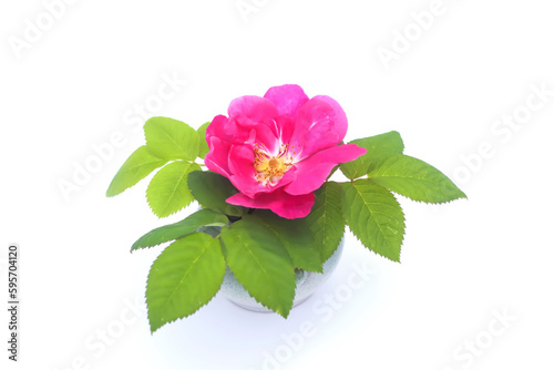 Pink dogrose or Rosa rubiginosa plant. photo