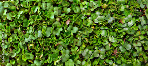 Texture of young, green leaves of radish microgreens