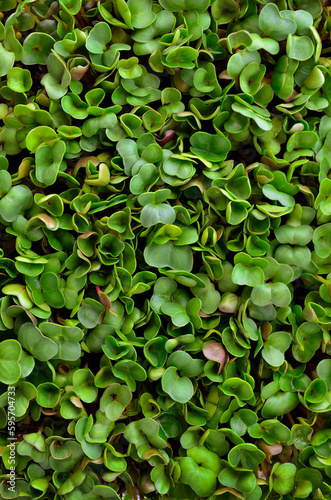 Texture of young, green leaves of radish microgreens © Oleksandrum