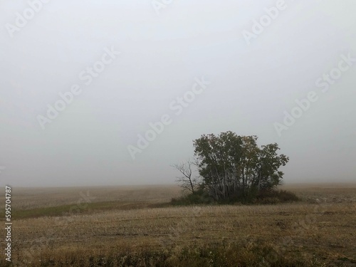 tree in the fog