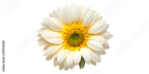 White Sunflower Flower with Transparent Background, Design Asset