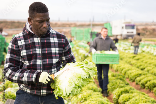 Experienced African American farmer hand harvesting ripe green leaf lettuce on vegetable plantation
