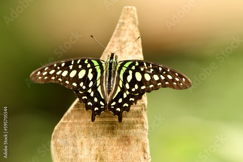 A graphium agamemnon butterfly on the wood photo
