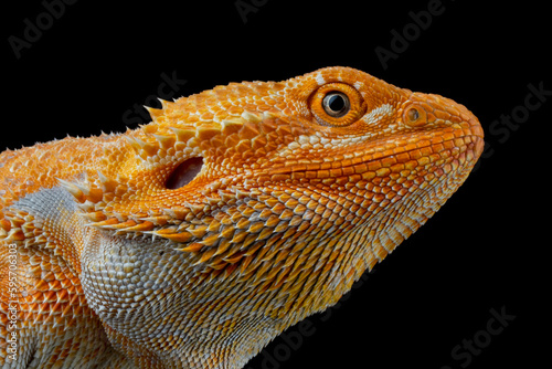 Bearded Dragon Hypo closeup head on isolated background