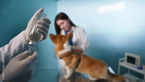 Canine Distemper Vaccine. Protecting Corgi dog against highly contagious, deadly disease with canine distemper vaccine. Vaccine recommended for all dogs, can prevent fever, coughing, and seizures 4K