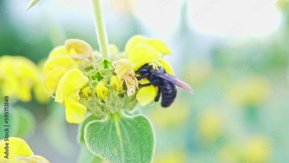 Bombus vertalis, Hymenoptera, Apidae, slow motion of a bumblebee eating nectar from a yellow flower