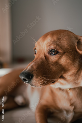 Photography portrait of a red mongrel staring ahead (selective focus)