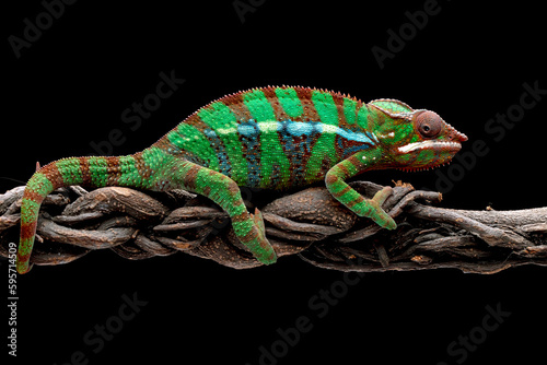 Amazing color of Panther Chameleon (Furcifer pardalis). © Lauren