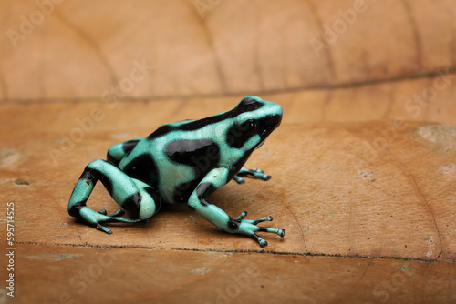 The Green-and-Black Poison Dart Frog (Dendrobates auratus), also known as the Green-and-Black Poison Arrow Frog and Green Poison Frog on brown leaf.