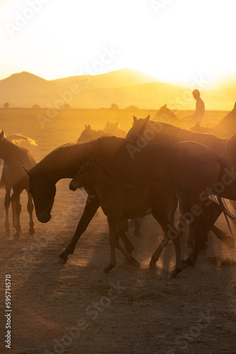 Wild horses running in dust at sunset. Horses aka Yilki Atlari live in Hurmetci Village, between Cappadocia and Kayseri, in Central Anatolian region of Turkey. photo