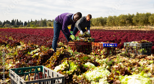 Male workers harvesting lettuce on the field and put in boxes. High quality photo