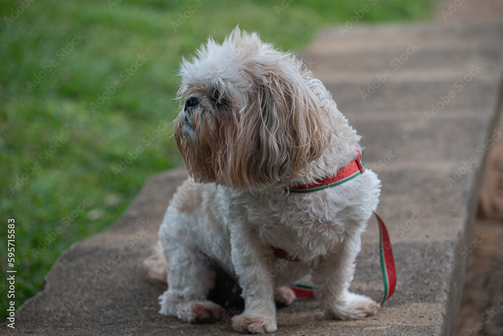 A Shin Tzu dog on a Park bench A Shin Tzu dog on a Park bench