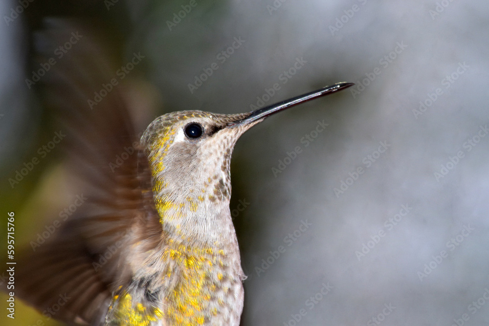 Obraz premium Hummingbird Closeup 03