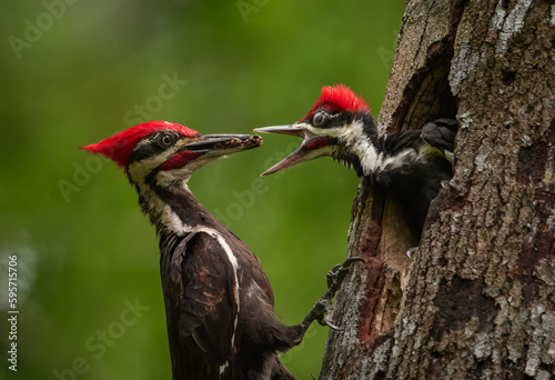 A Pileated Woodpecker nest in Florida 