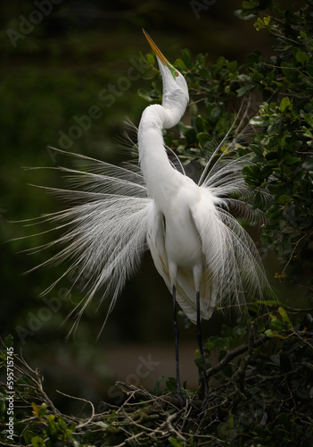 Canvas Print A great egret in breeding plumage in Florida