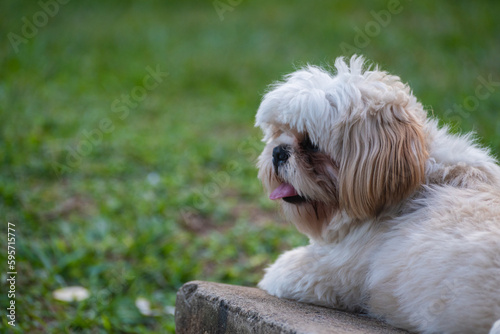 A Shin Tzu dog on a Park bench