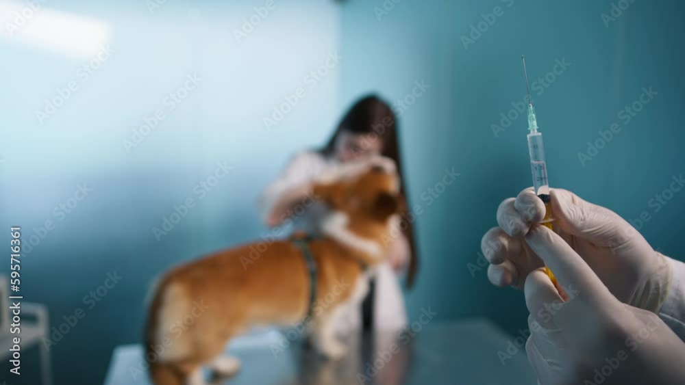 Bordetella Vaccine or kennel cough vaccine helps protect against common