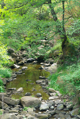 Small stream with calm water in the middle of the forest