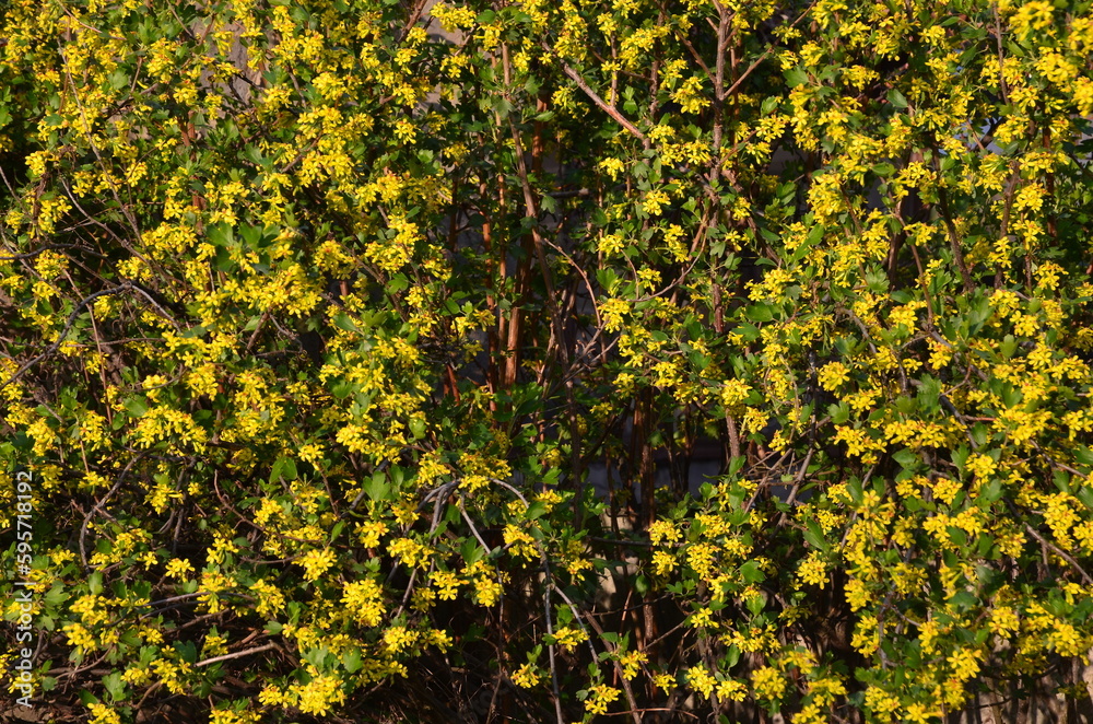 The background consists of small yellow flowers on a yoshta bush.