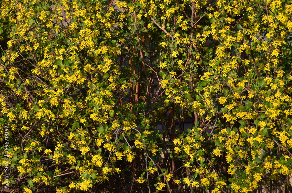The background consists of small yellow flowers on a yoshta bush. The background consists of small yellow flowers on a yoshta bush.