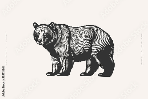 Hand-drawn image of a large brown bear. Forest animal on a light background. Retro picture for your design. Vector illustration in vintage engraving style.