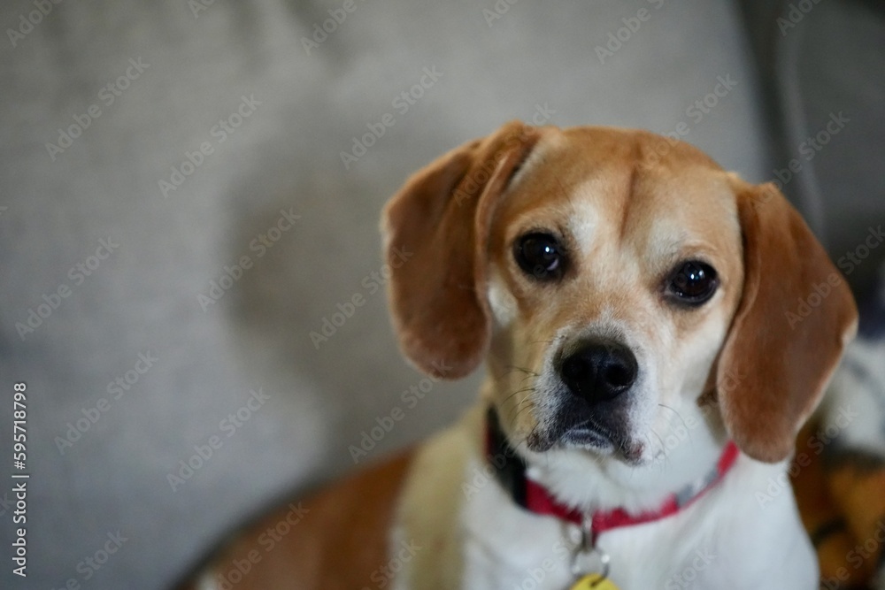 Adult Beagle looking at camera