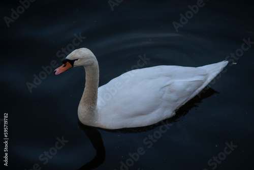 Fototapeta Naklejka Na Ścianę i Meble -  White swan in the water