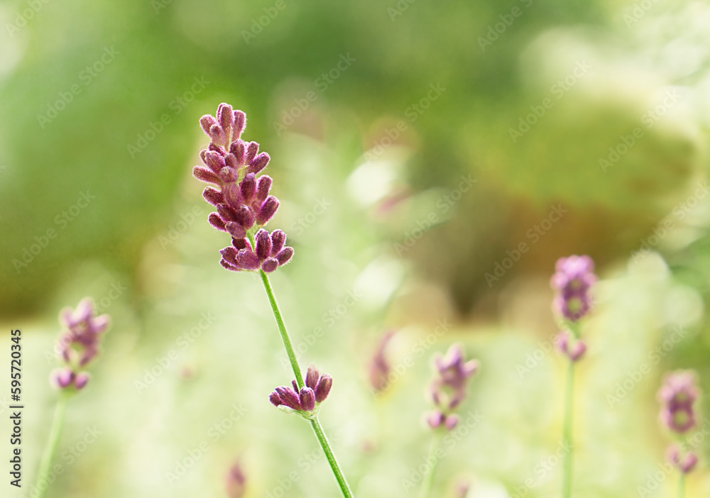 Fototapeta premium Violet lavender flowers growing in the garden in summer. Closeup of lavender. Copy space.