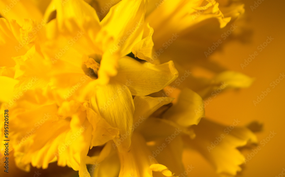 Background of macro yellow daffodils flowers or narcissus, close up, copy space. Background of macro yellow daffodils flowers or narcissus, close up, copy space.