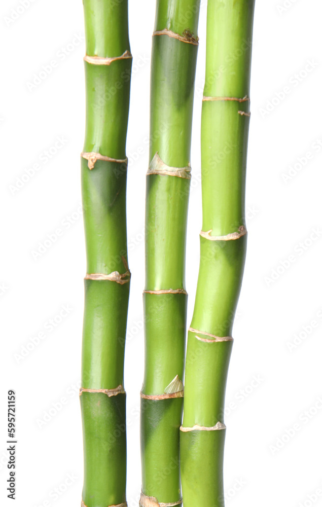 Fototapeta premium Beautiful green bamboo stems on white background
