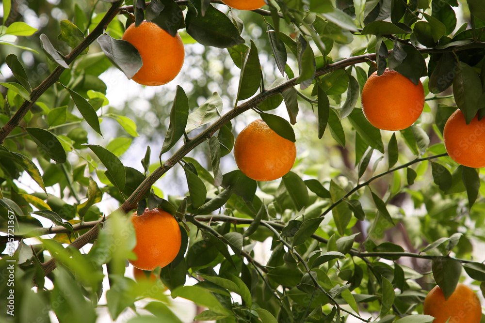 Fresh ripe oranges growing on tree outdoors Fresh ripe oranges growing on tree outdoors