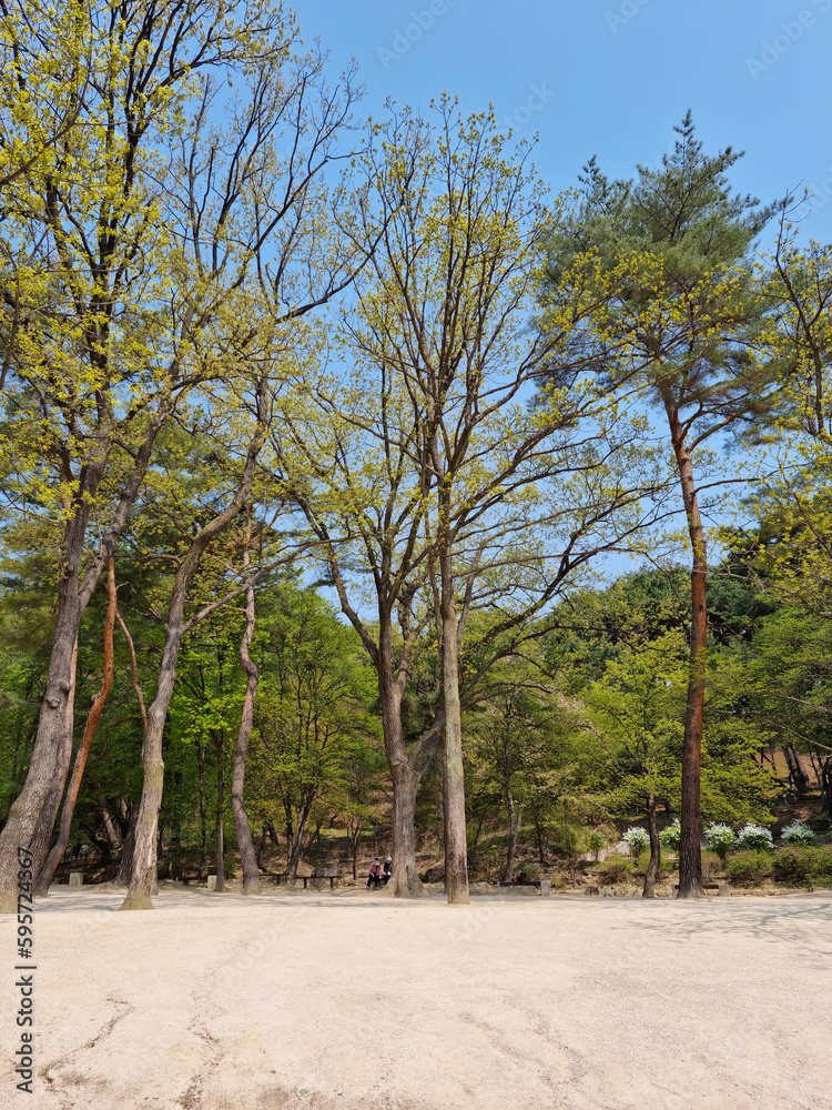 Obraz premium Park with pine trees and forest