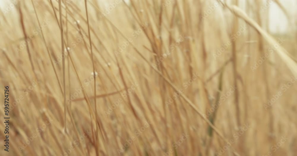 Wade through the dry fields
Wade through the dry fields
