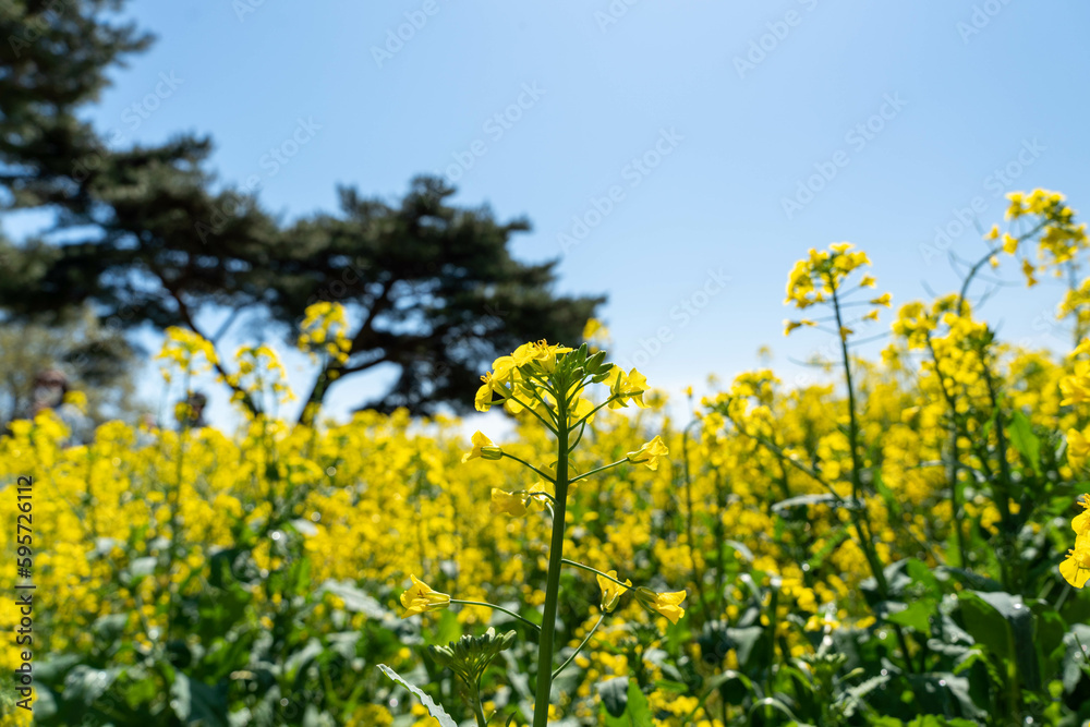 青空と菜の花の風景 青空と菜の花の風景
