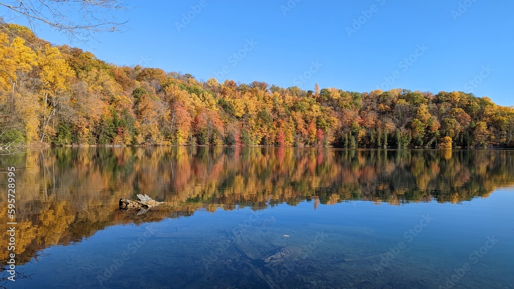 forest in fall with reflection in water