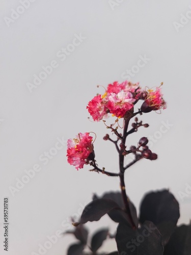 pink cherry blossom on white background