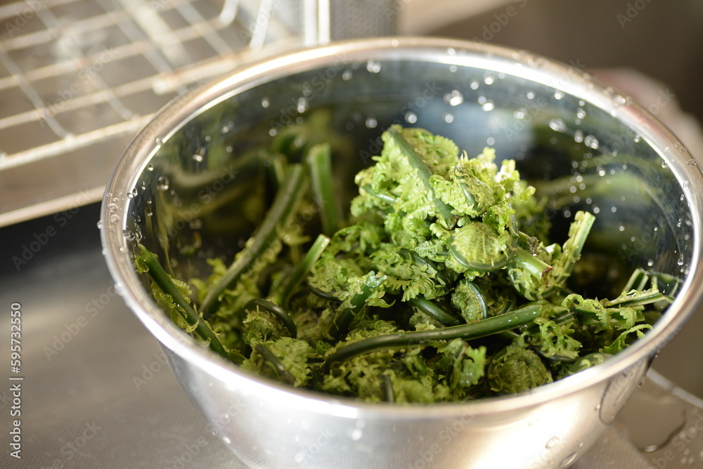 Fiddlehead Fern, edible wild plants preparing the ingredients. Fiddlehead Fern, edible wild plants preparing the ingredients.