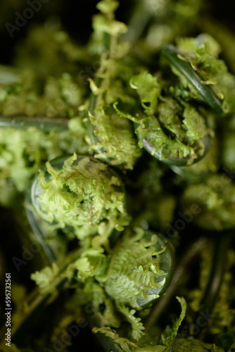 Fiddlehead Fern, edible wild plants preparing the ingredients. photo