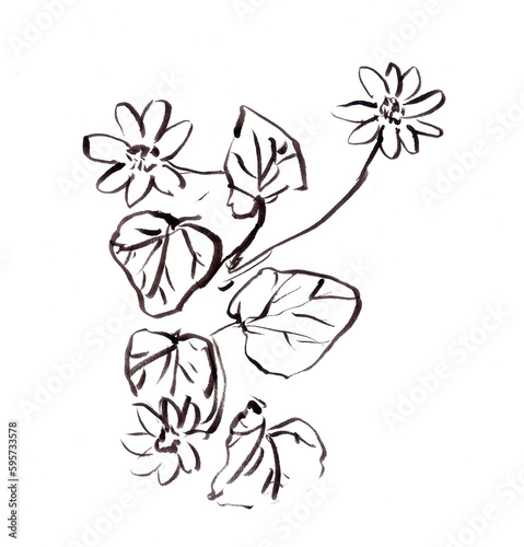Ficaria verna, pilewort, botanical sketch, graphic black and white drawing