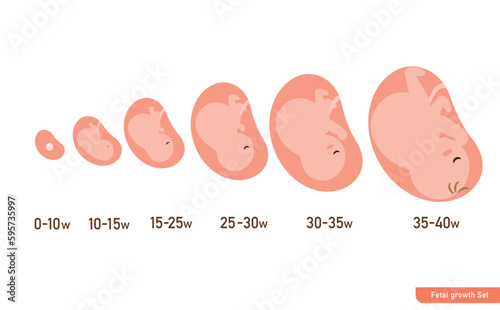 シンプルで可愛いお腹の中の胎児の成長過程のイラスト