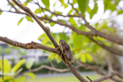 cicada © Thonglak