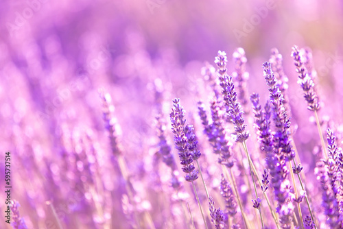 Lavender bushes closeup on sunset. Sunset gleam over purple flowers of lavender. Provence region of France.