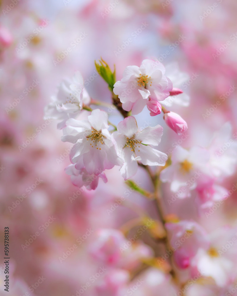 Cherry blossoms