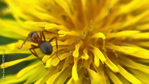 Ant on a yellow dandelion washes its face