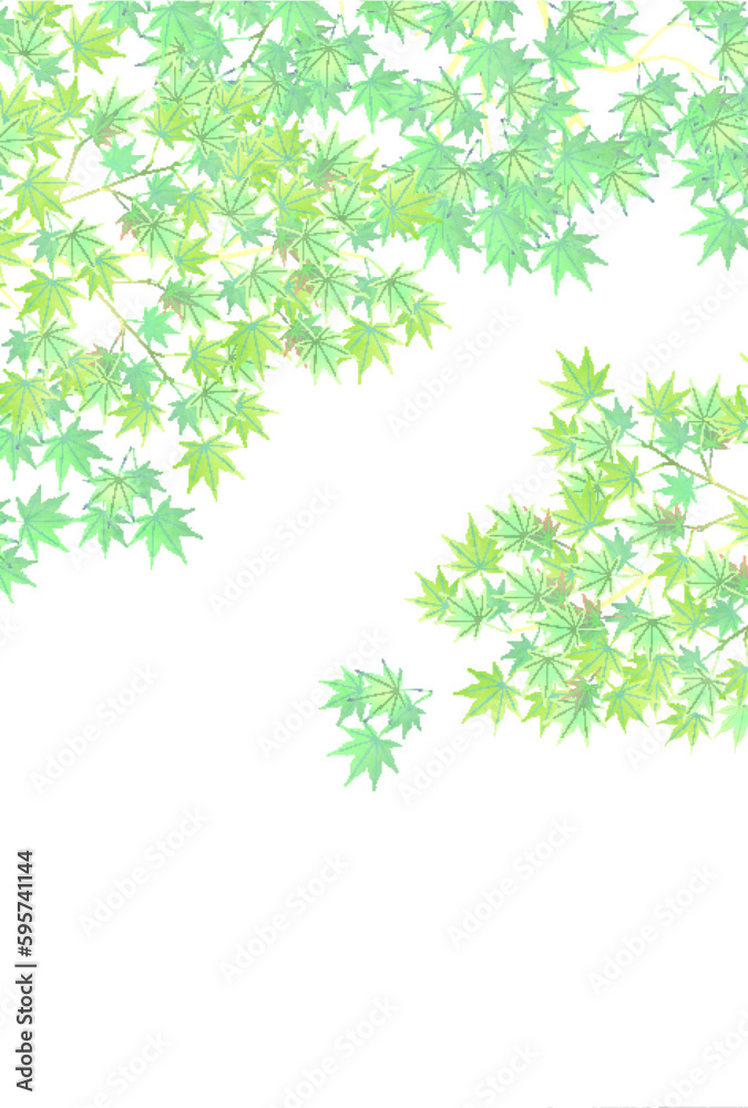 新緑 もみじ 葉 背景 新緑 もみじ 葉 背景