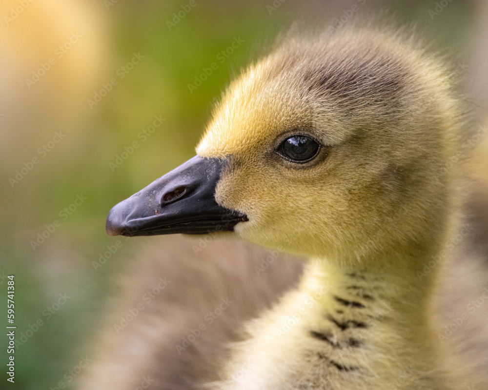 Fototapeta premium Close up portrait of a baby gosling at the lake at Rio